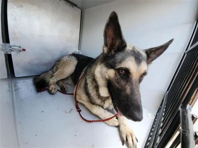 Buddy Foxtrot - German Shepherd Dog
