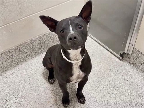 DUMPLING, a dog for adoption from Harris County Pets