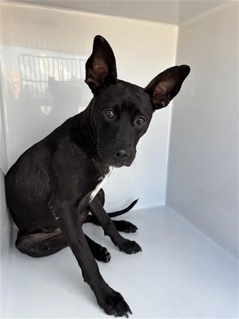 Unknown - Labrador Retriever