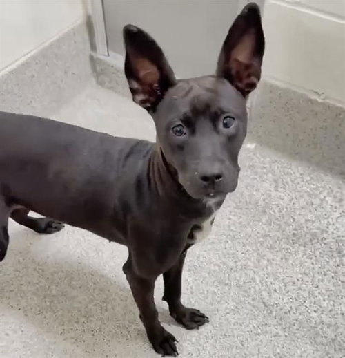 WENDY, a dog for adoption from Harris County Pets