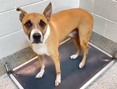LINCOLN, a dog for adoption from Harris County Pets