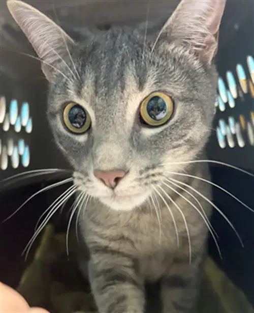 Crome - Domestic Short Hair