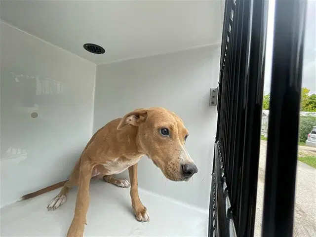 Unknown - Staffordshire Bull Terrier