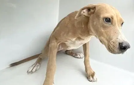 Unknown - Staffordshire Bull Terrier