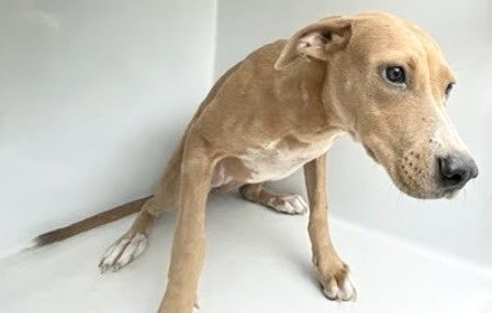 A661989, a dog for adoption from Harris County Pets
