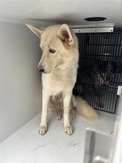Unknown - German Shepherd Dog
