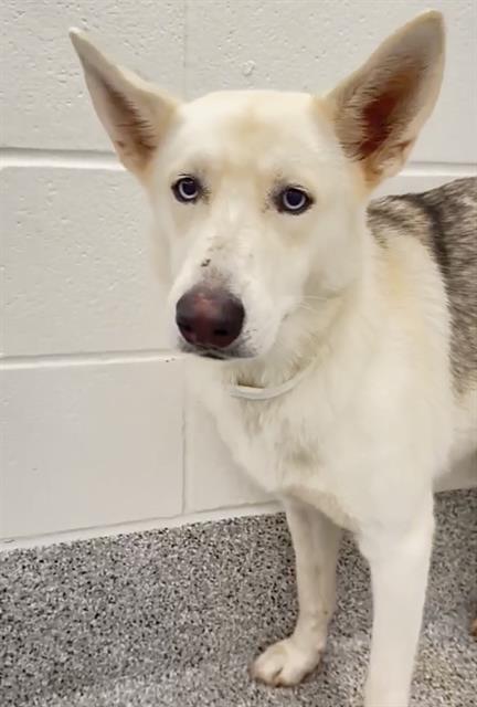 WHISPER, a dog for adoption from Harris County Pets