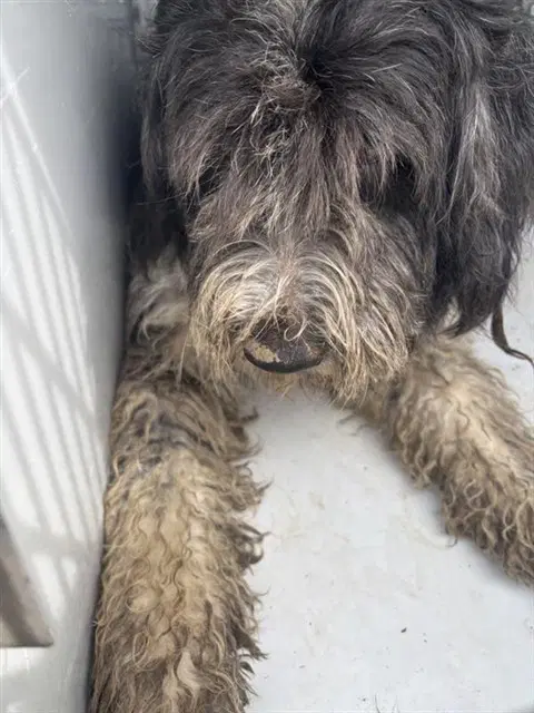 Jordan - Giant Schnauzer