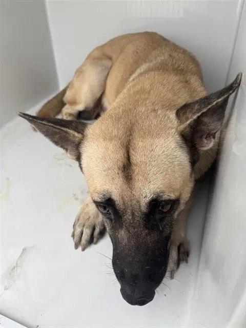 Unknown - Belgian Shepherd Malinois