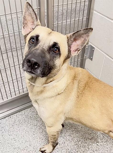 A662006, a dog for adoption from Harris County Pets