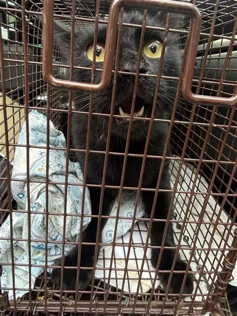 Unknown - Domestic Short Hair