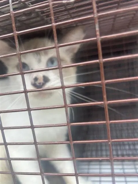 Unknown - Domestic Short Hair