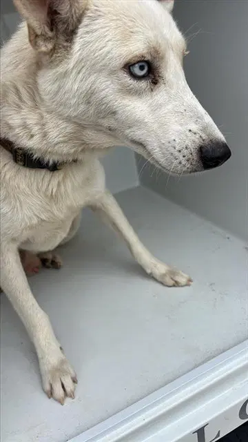 Unknown - Siberian Husky