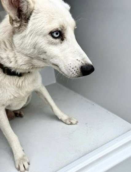 A662013, a dog for adoption from Harris County Pets