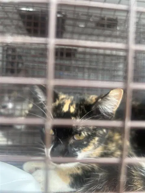 Unknown - Domestic Short Hair