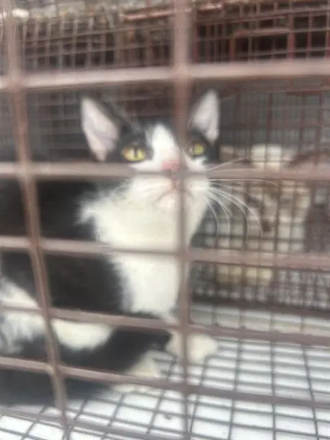 Unknown - Domestic Short Hair