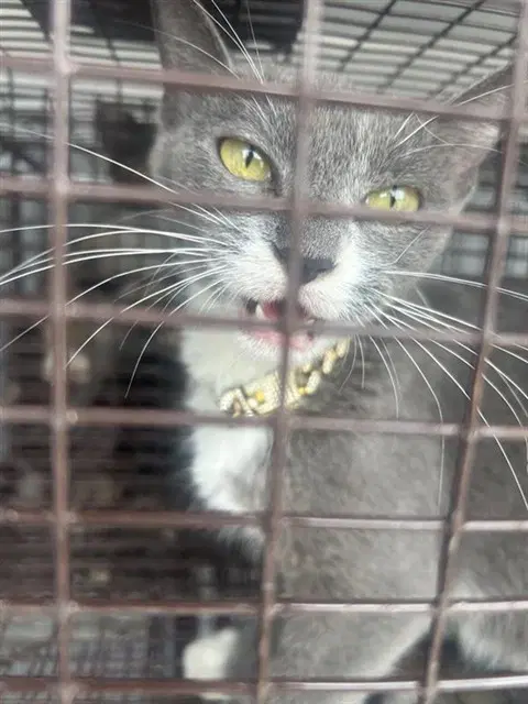 Unknown - Domestic Short Hair