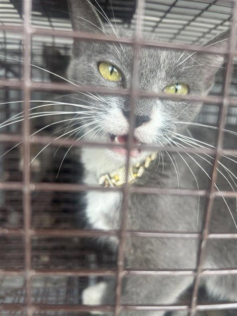 MUFFIN, a cat for adoption from Harris County Pets