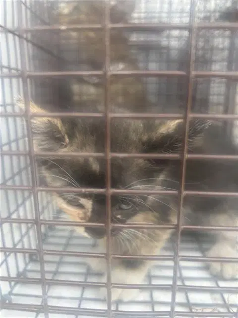 Unknown - Domestic Short Hair