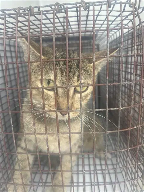 Unknown - Domestic Short Hair