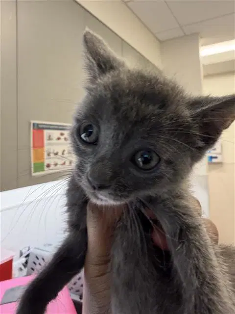 Mavis - Domestic Short Hair
