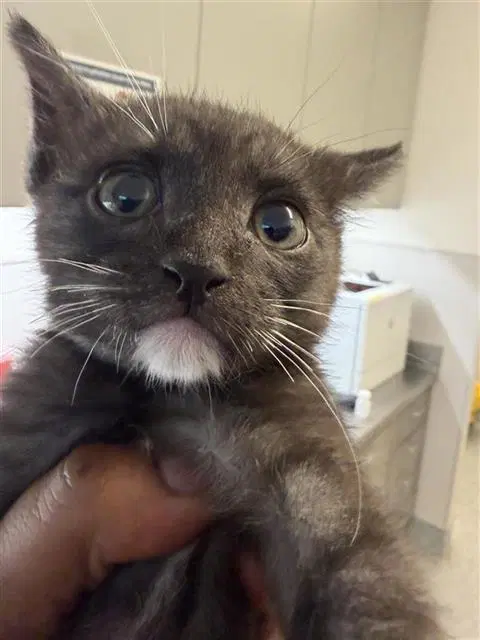 Smores - Domestic Short Hair