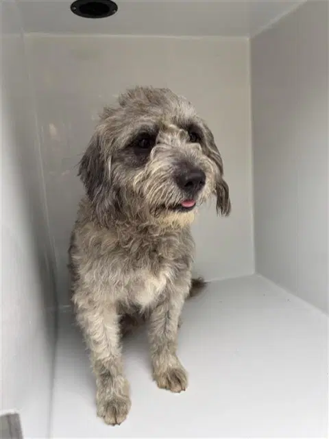 Unknown - Miniature Schnauzer