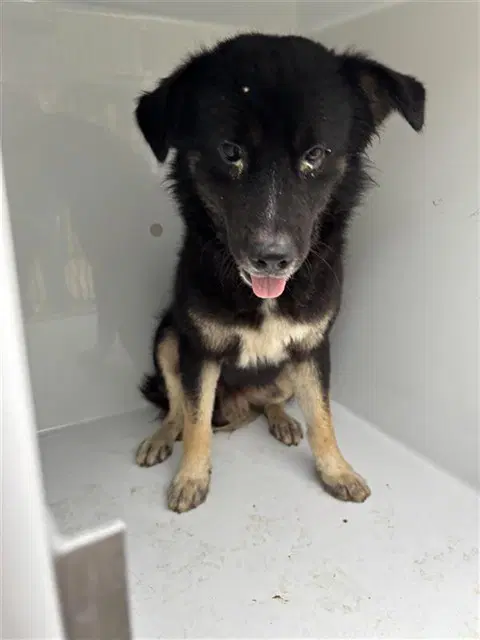 Unknown - German Shepherd Dog