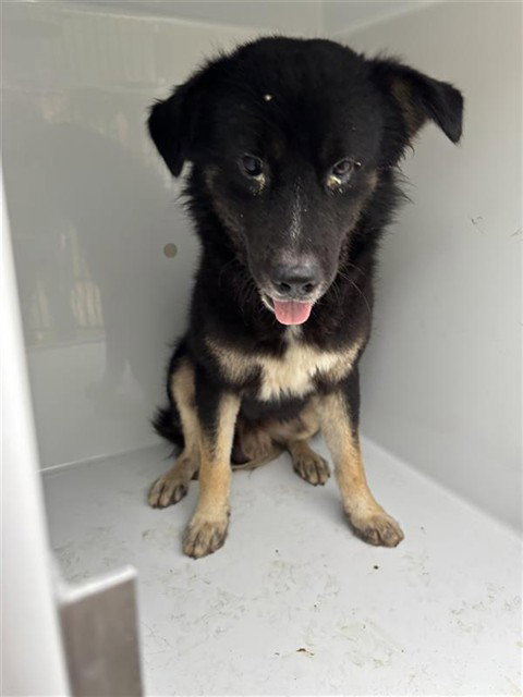 A662029, a dog for adoption from Harris County Pets