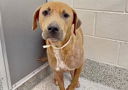 BILLY, a dog for adoption from Harris County Pets