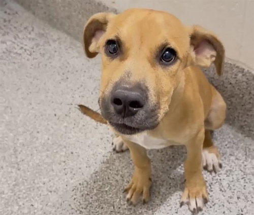 ROLO, a dog for adoption from Harris County Pets