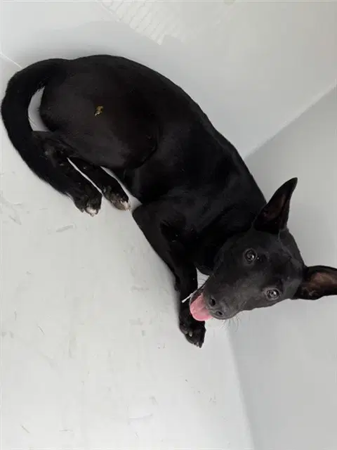 Unknown - Australian Kelpie