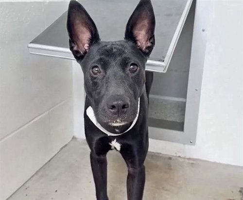 A662032, a dog for adoption from Harris County Pets