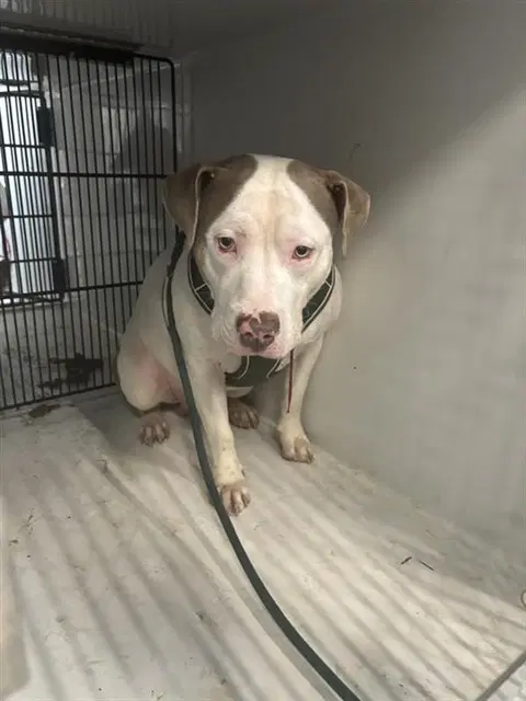 Unknown - Pit Bull Terrier