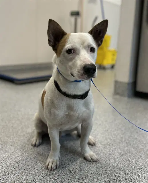 Unknown - Cardigan Welsh Corgi