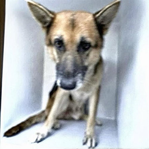 A661780, a dog for adoption from Harris County Pets