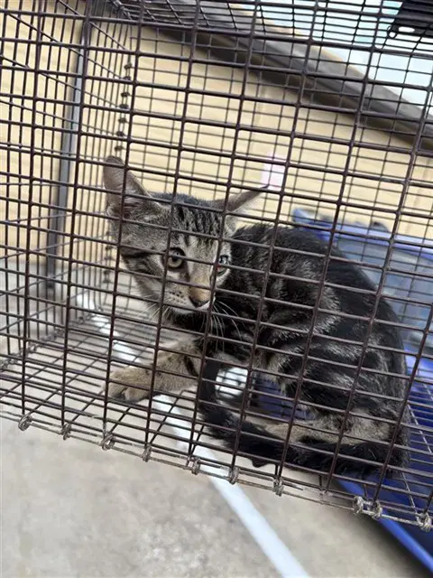 Unknown - Domestic Short Hair
