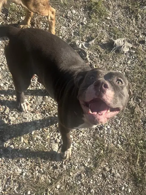 Unknown - Pit Bull Terrier