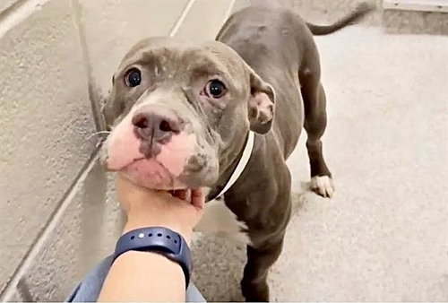 MISS SQUIGZ, a dog for adoption from Harris County Pets