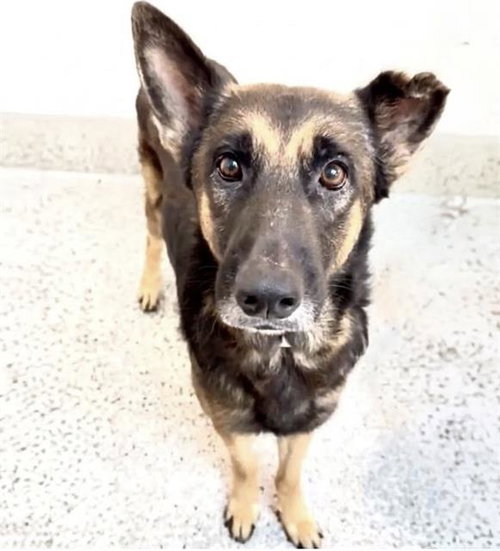 RUNE, a dog for adoption from Harris County Pets