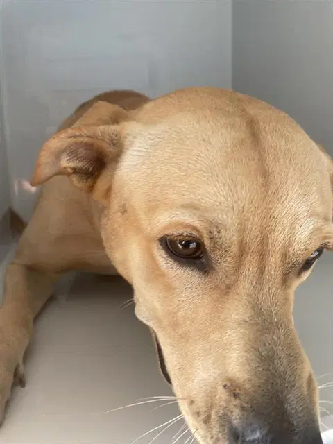 Unknown - Labrador Retriever