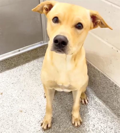 A662045, a dog for adoption from Harris County Pets