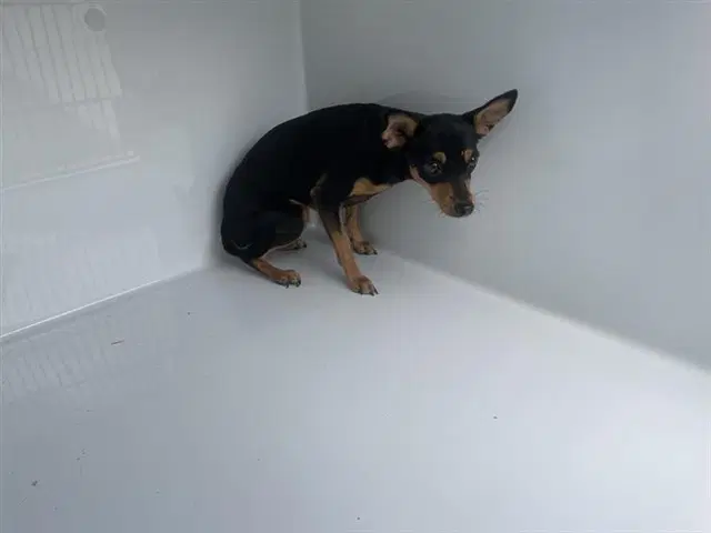 Unknown - Miniature Pinscher
