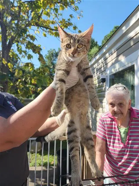 Unknown - Domestic Short Hair