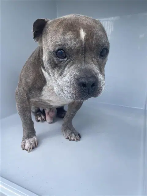 Unknown - Pit Bull Terrier