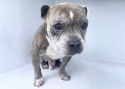 A662063, a dog for adoption from Harris County Pets