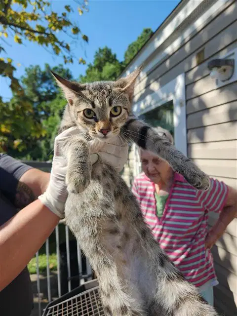 Unknown - Domestic Short Hair
