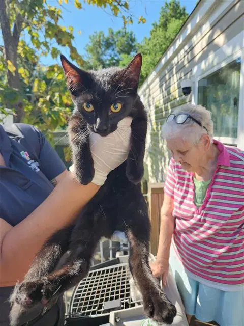Unknown - Domestic Short Hair