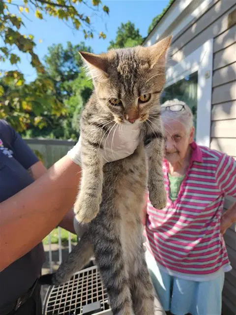 Unknown - Domestic Short Hair