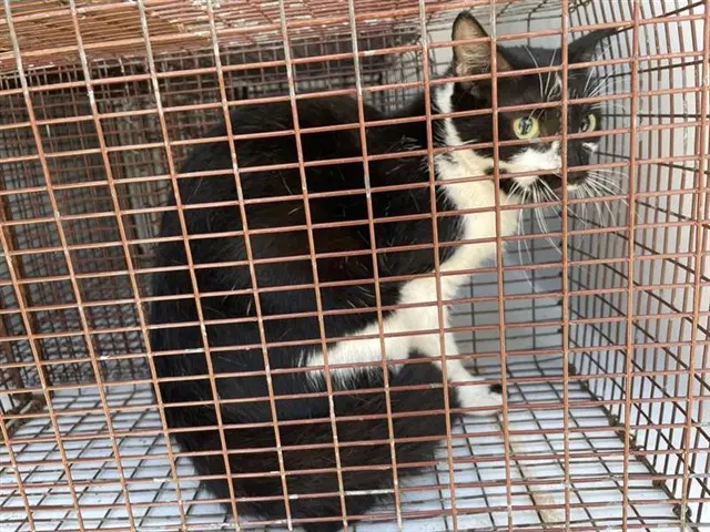 Unknown - Domestic Short Hair